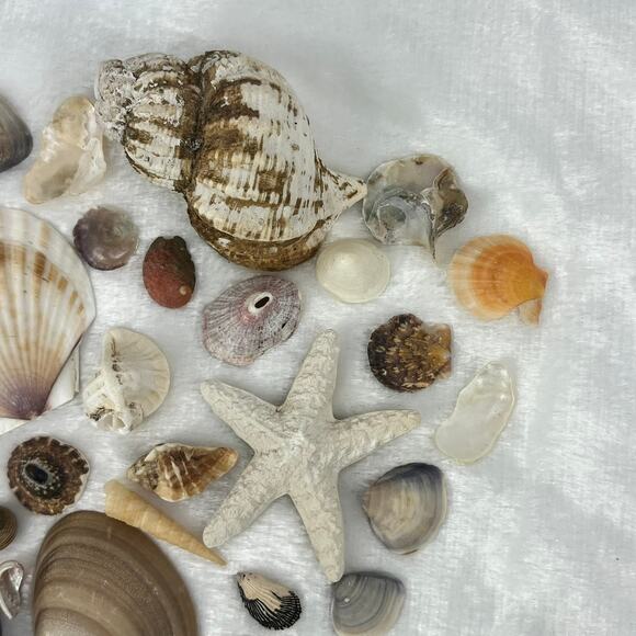 Mixed Lot 7oz Assorted Beach Seashells Starfish Natural Ocean Shell Decor Craft - Picture 4 of 8